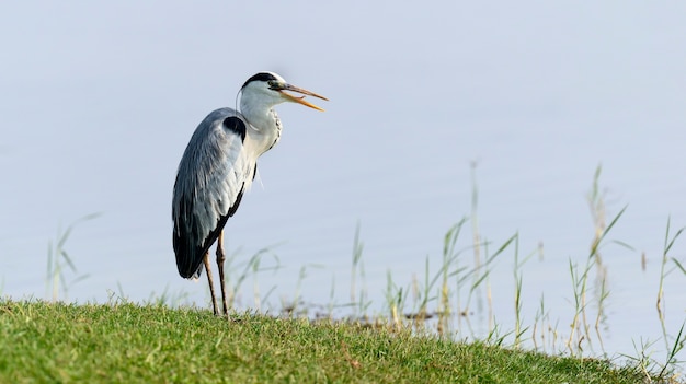 Héron cendré du Sri Lanka dans le parc national d'udawalawe