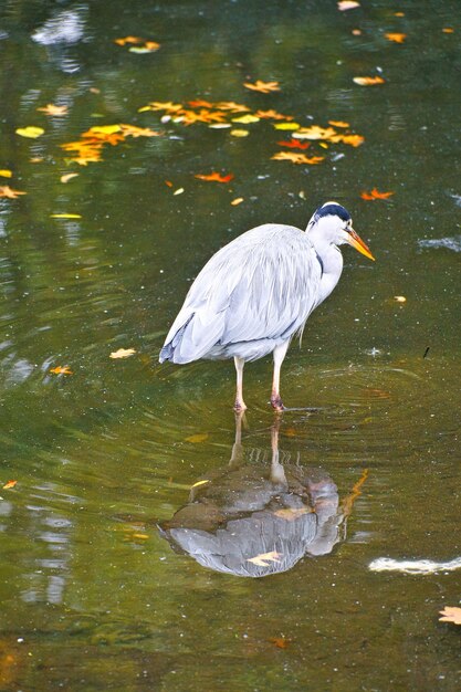 Héron cendré sur l'eau à la recherche d'une proie chasseur élégant Photo animale d'un oiseau