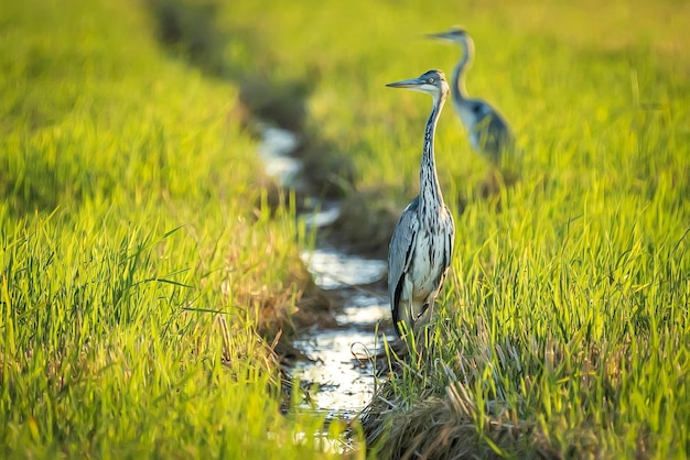 Héron cendré entre les rizières vertes dans le parc naturel de l'Albufera de Valence