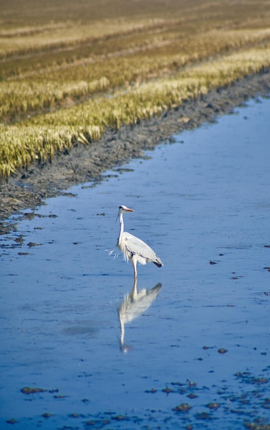 Héron cendré, oiseau reflété dans l'eau de l'Albufera de Valencia. Espace de copie