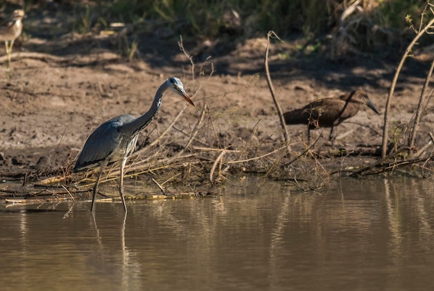 Héron cendré pêchant l'Afrique du Sud