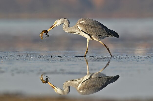 Héron cendré avec poisson en bec. Reflet inhabituel sur l'eau.