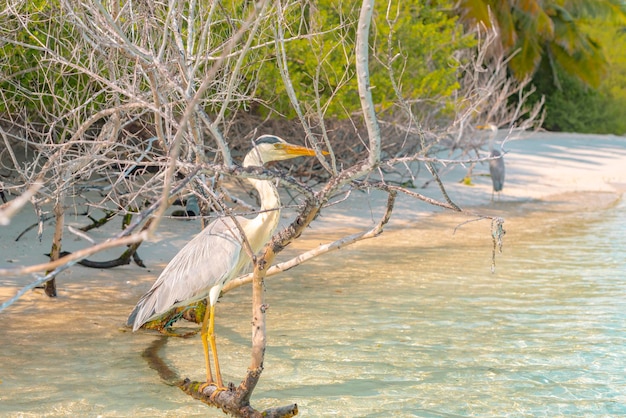 Héron cendré sur les rives de l'océan Indien aux Maldives