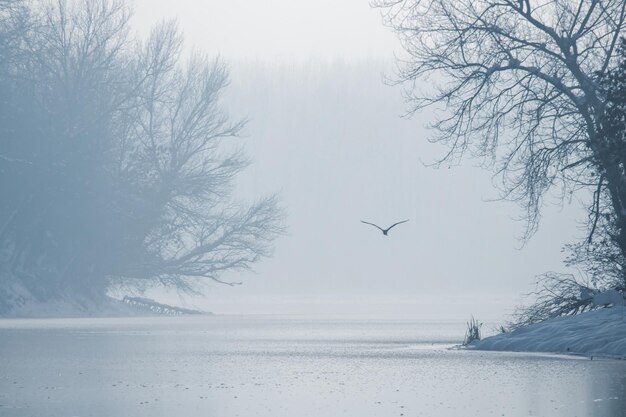 Héron cendré survolant un lac gelé, lac gelé d'hiver.