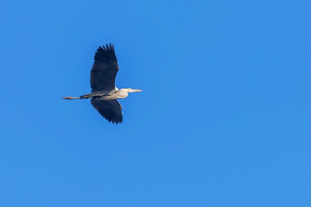 Héron cendré en vol (Ardea cinerea) ciel bleu