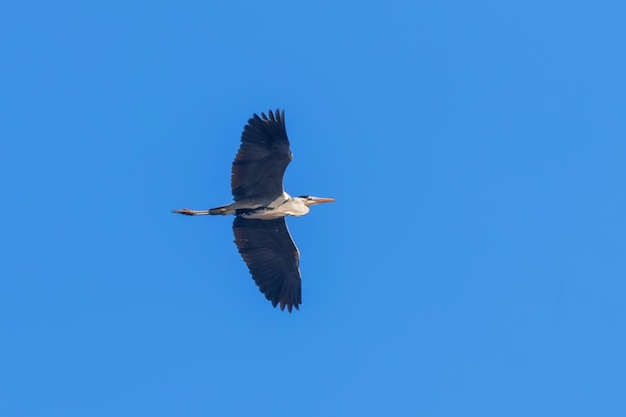 Héron cendré en vol (Ardea cinerea) ciel bleu