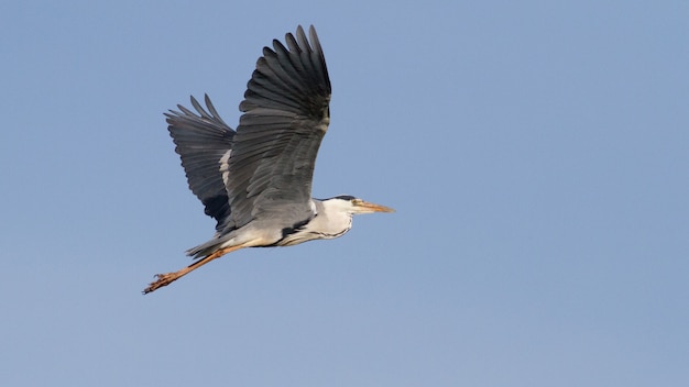 Héron cendré en vol contre le ciel