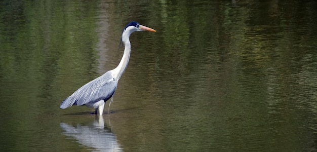 Héron cocon pêchant dans un lac peu profond