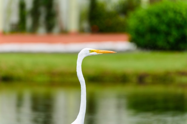 Héron dans l&#39;herbe près du lac