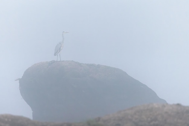 Héron debout sur un rocher dans la brume.