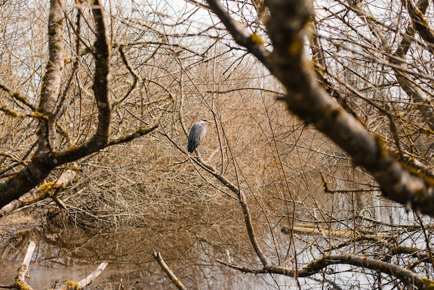 Heron est assis sur les branches d'un arbre près du lac au début du printemps