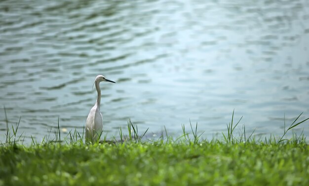 Le héron est assis sur la rive du lac