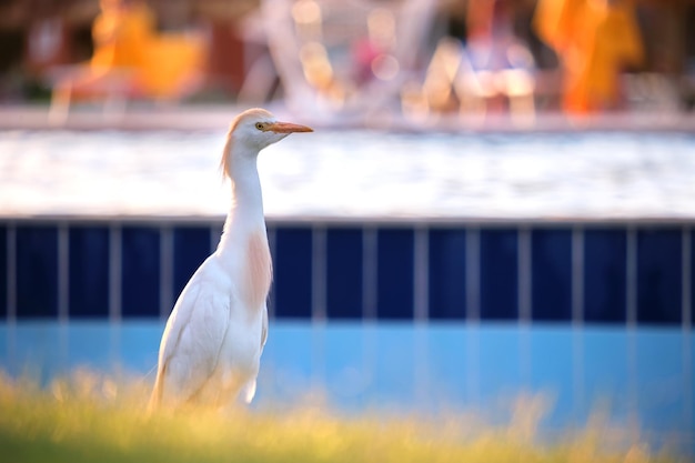 Héron garde-boeuf blanc oiseau sauvage également connu sous le nom de Bubulcus ibis marchant sur la pelouse verte en été