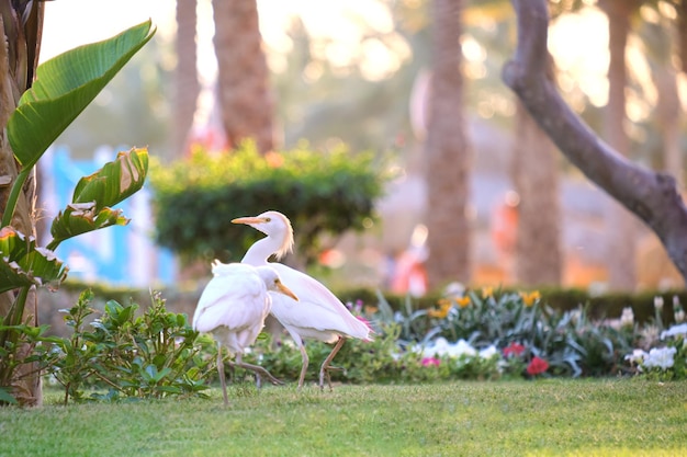 Héron garde-boeuf blanc oiseau sauvage également connu sous le nom de Bubulcus ibis marchant sur la pelouse verte en été