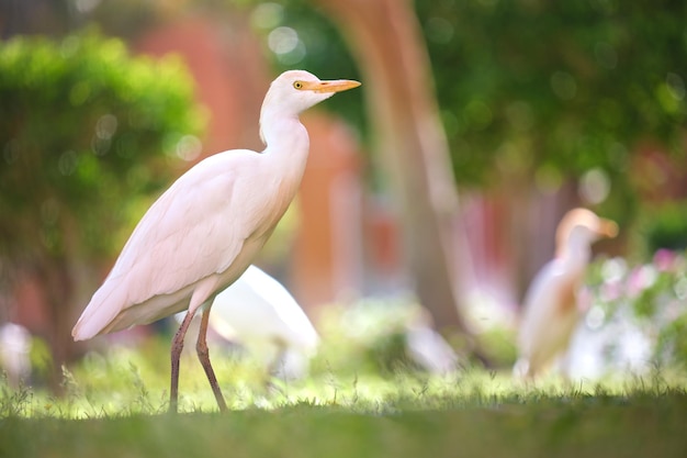 Héron garde-boeuf blanc oiseau sauvage également connu sous le nom de Bubulcus ibis marchant sur la pelouse verte en été