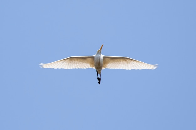 héron garde-boeuf volant dans le ciel. Oiseau, animaux sauvages.