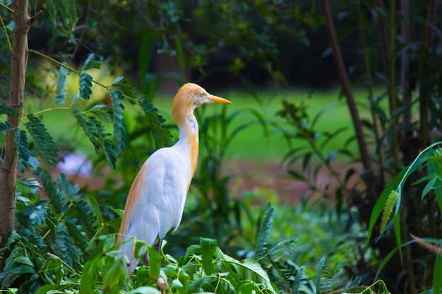 Héron garde-boeufs ou connu sous le nom de bubulcus Ibis dans son environnement naturel dans le parc