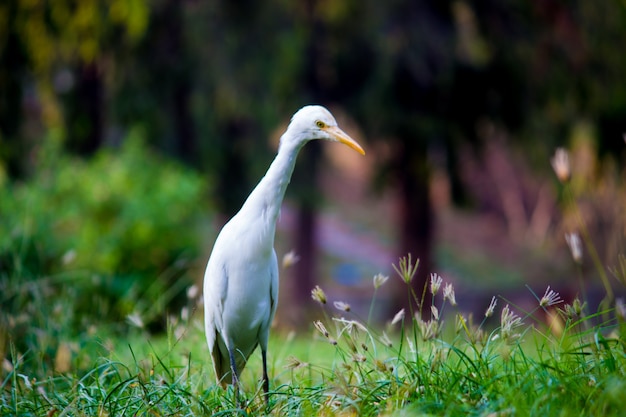 Héron garde-boeufs ou connu sous le nom de bubulcus Ibis debout fermement près des plantes pour les insectes et les ravageurs