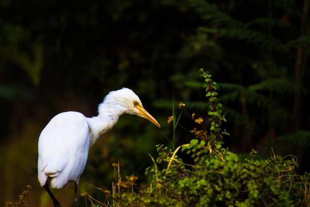 Héron garde-boeufs ou connu sous le nom de bubulcus Ibis debout fermement près des plantes pour les insectes et les ravageurs