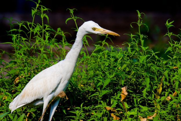 Héron garde-boeufs ou connu sous le nom de bubulcus Ibis debout fermement près des plantes pour les insectes et les ravageurs