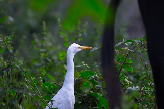 Héron garde-boeufs ou connu sous le nom de bubulcus Ibis debout fermement près des plantes pour les insectes et les ravageurs