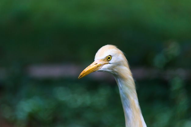 Héron garde-boeufs ou héron connu sous le nom de bubulcus Ibis debout fermement près des plantes pour les insectes