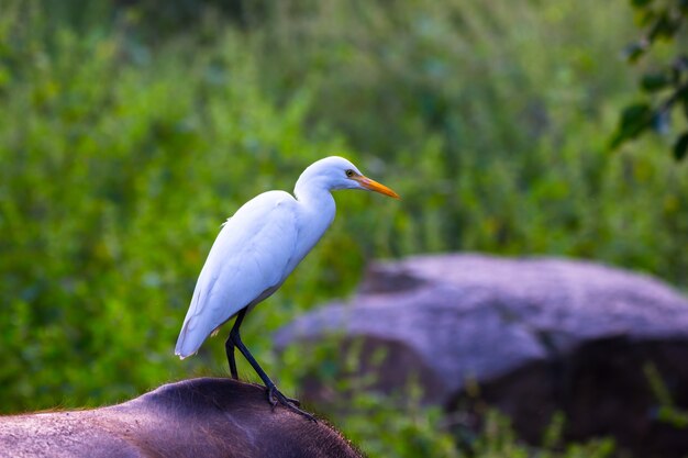 Héron garde-boeufs ou héron connu sous le nom de bubulcus Ibis debout fermement près des plantes pour les insectes