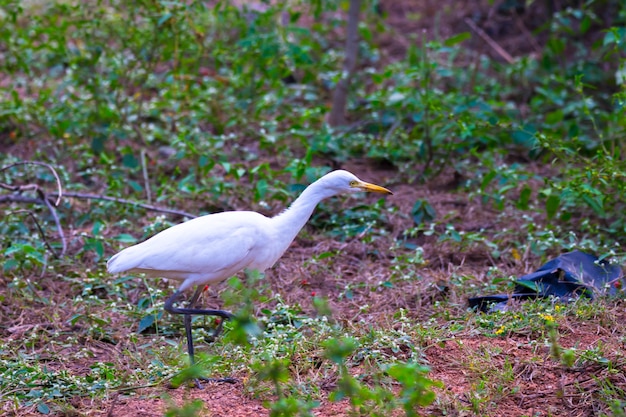 Héron garde-boeufs ou héron connu sous le nom de bubulcus Ibis debout fermement près des plantes pour les insectes