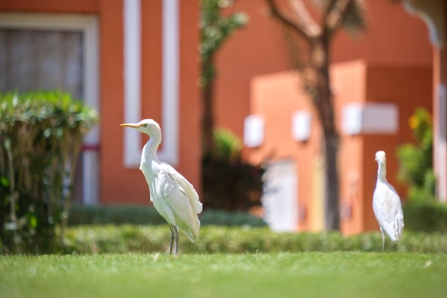 Héron garde-boeufs oiseau sauvage, également connu sous le nom de Bubulcus ibis, marchant sur une pelouse verte dans la cour de l'hôtel en été