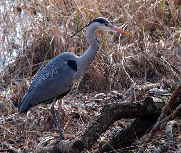 Photo le héron gris à al ake