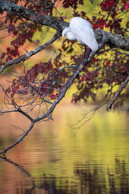 Photo le héron gris sur l'arbre