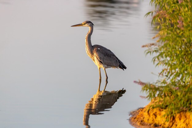 Le héron gris dans l'environnement naturel d'Abu Dhabi