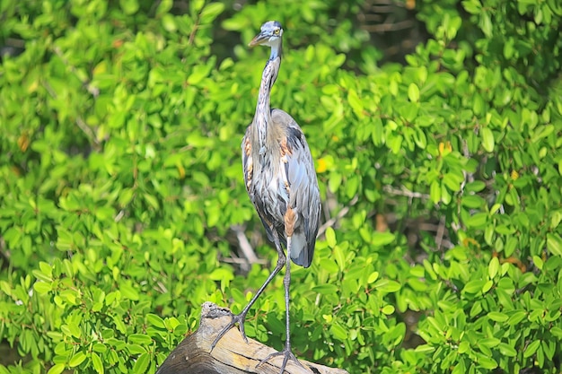 héron mangrove, faune, héron blanc dans la jungle