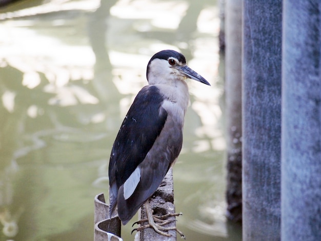 Heron de nuit, héron de nuit à couronne noire, Nycticorax