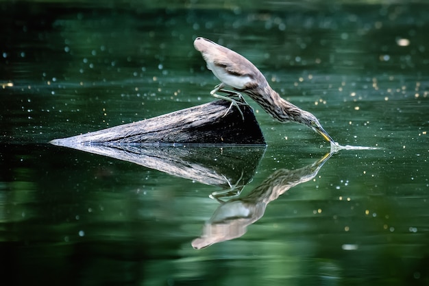 Héron Oiseau mangeant du poisson