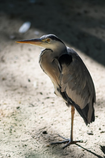 Un héron se tient sur une jambe sur le sable près d'un étang