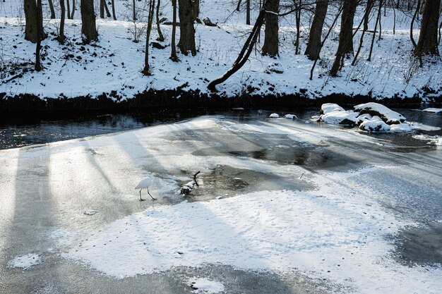 Photo héron solitaire sur une rivière gelée dans la forêt d'hiver