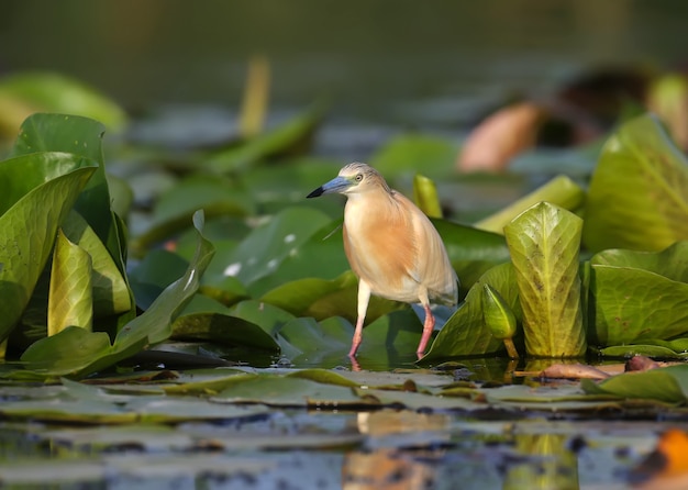 Le héron squacco (Ardeola ralloides) se dresse sur les feuilles des plantes aquatiques et recherche sa proie dans les rayons de la douce lumière du matin.