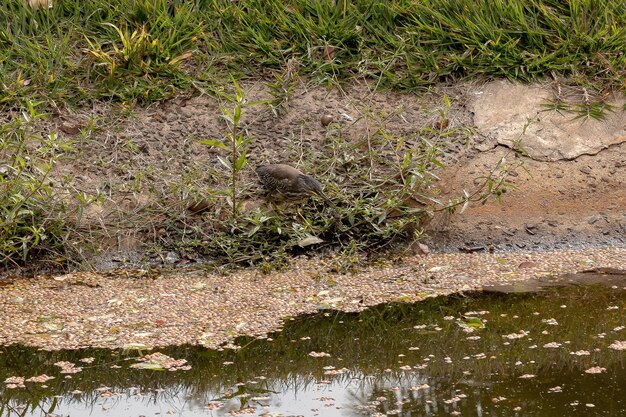 Héron strié juvénile de l'espèce Butorides striata