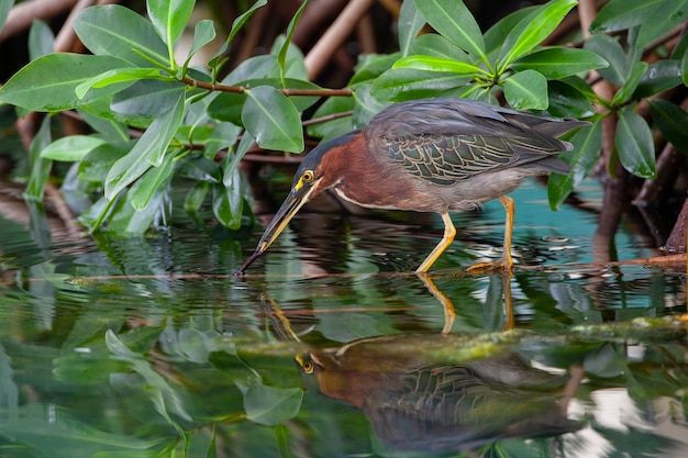 Héron vert en chasse Filmé dans la péninsule du Yucatan