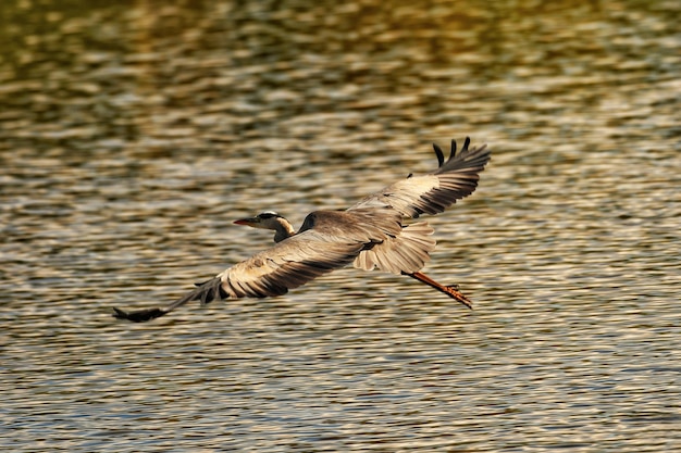 Photo un héron volant au-dessus du lac