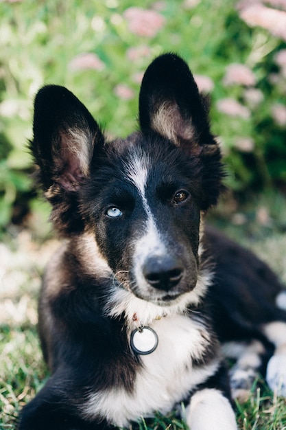 Hétérochromie portrait de chien de race mixte noir et blanc Chiot border collie jouant actif