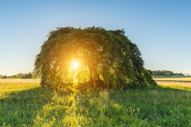 Hêtre nain au coucher du soleil