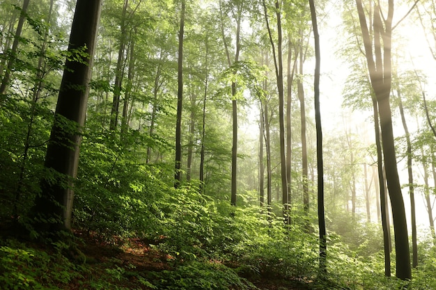 Hêtres dans la forêt de printemps sur une pente de montagne après la pluie