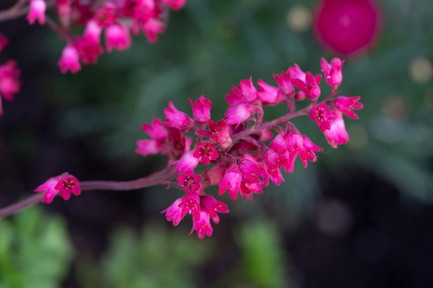 Heuchera écarlate fleurit dans le jardin d'été Vivaces aménagement paysager jardinage