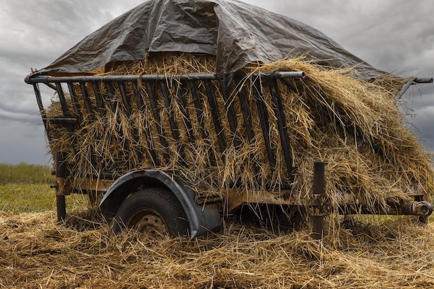 Heuhaufen auf Wagen in der Natur