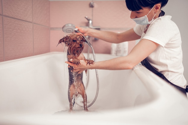 L'heure de la douche. Femme portant un masque lavant un petit chien mignon après le rasage dans un salon