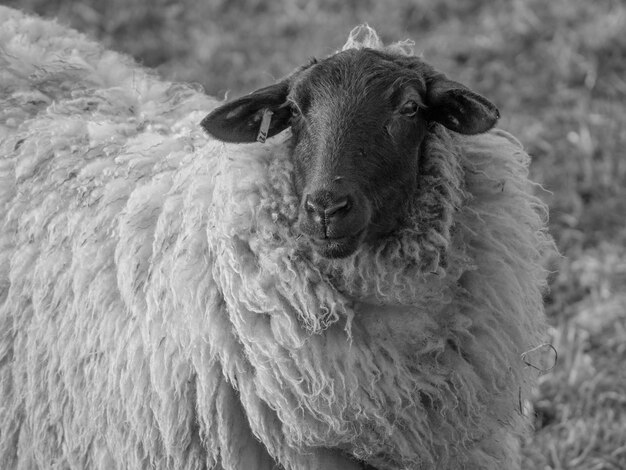 Photo l'heure du printemps en westphalie