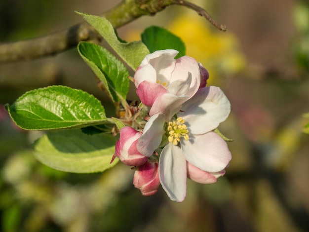 Photo l'heure du printemps en westphalie