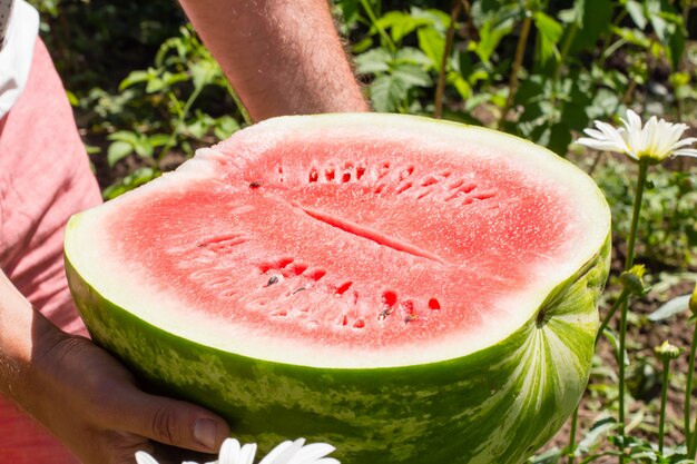 Heure d&#39;été. Moitié pastèque fraîche dans la main